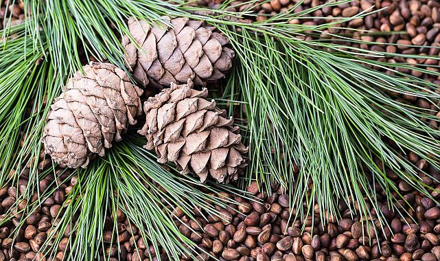 Türkiye&#039;nin çam fıstığı ihracatı son 5 senede yüzde 68 arttı