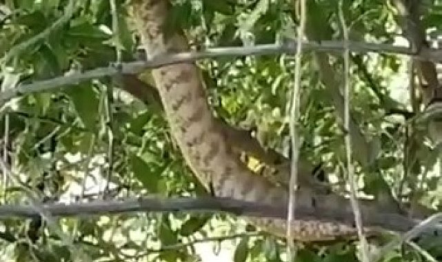 Türkiye&#039;nin en zehirli yılanı Tunceli&#039;de görüntülendi