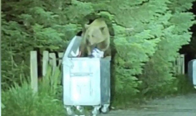 Uludağ&#039;da aç kalan ayılar oteller bölgesine indi