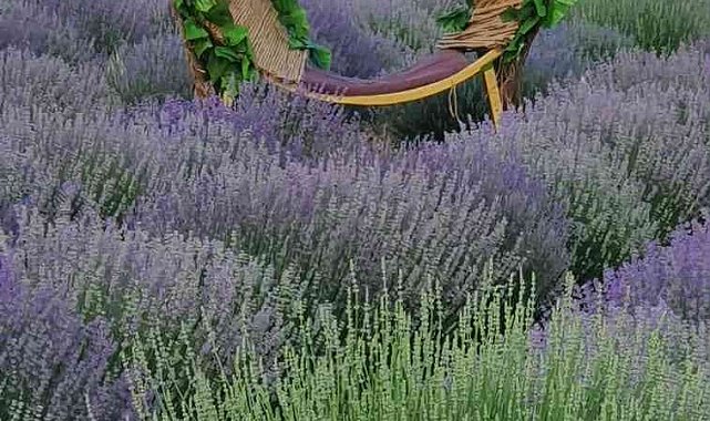 Ünlü modacı Andıç&#039;ın lavanta bahçelerinde yapacağı defile çalışmaları sürüyor