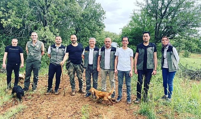 Uşak Orman İşletme Müdürlüğü'nde "Beyazımsı Trüf Mantarı" çalışmaları