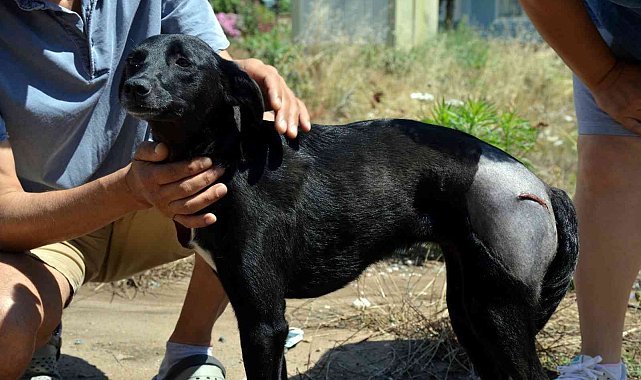 Uyuyan köpeği ezdi, arkasına bile bakmadı