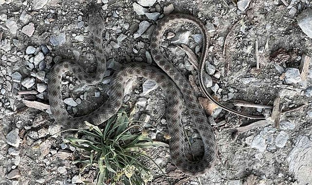 Uzmandan yılan türü uyarısı