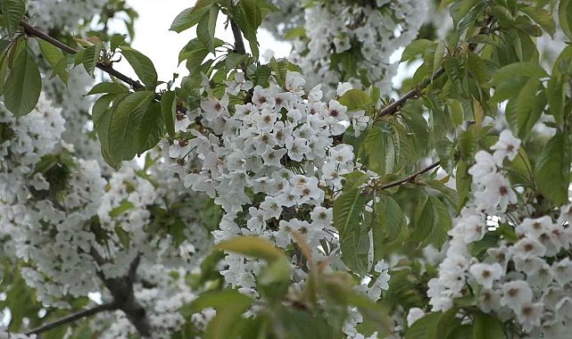 Uzmanlardan polen uyarısı