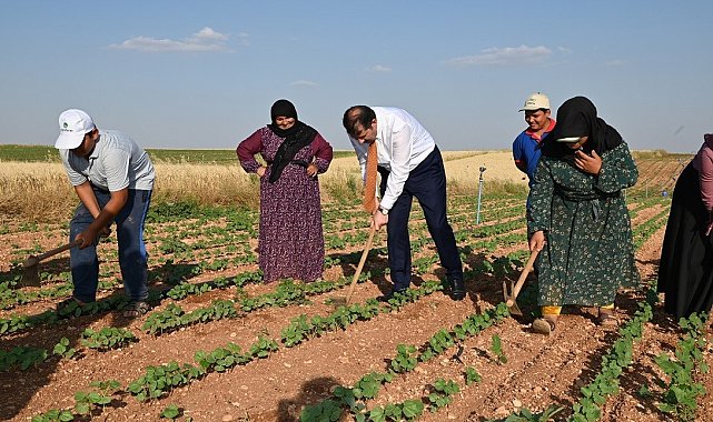 Vali Ayhan, tarım işçisi gibi çalıştı