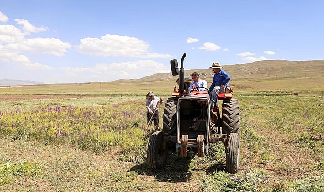 Vali Dr. Ozan Balcı traktörle korunga hasadı yaptı