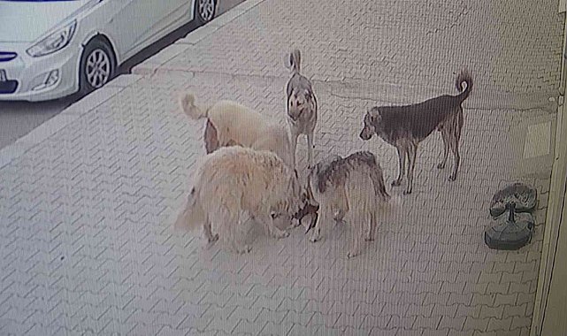 Van'da 5 köpek kediyi parçalayarak öldürdü