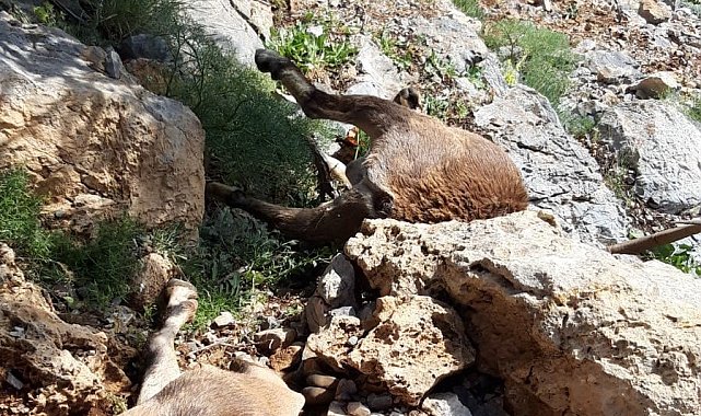 Yaban keçilerini yıldırım çarptı