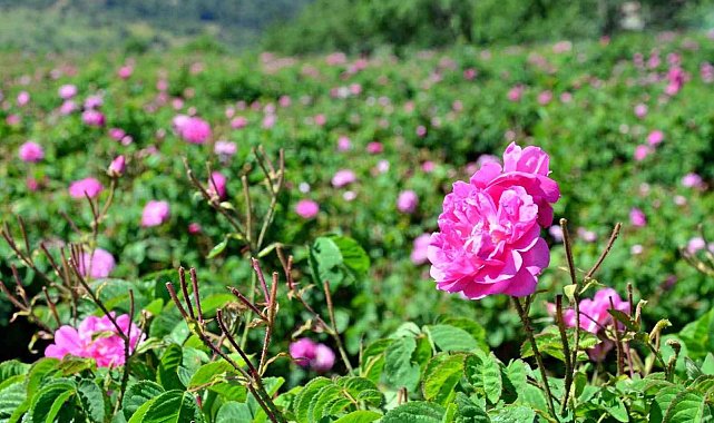 Yağlık gül hasadı başladı