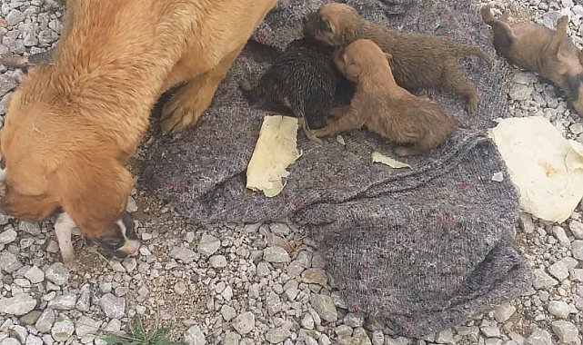 Yağmur suyu kanalında mahsur kalan köpek ve 6 yavrusu kurtarıldı