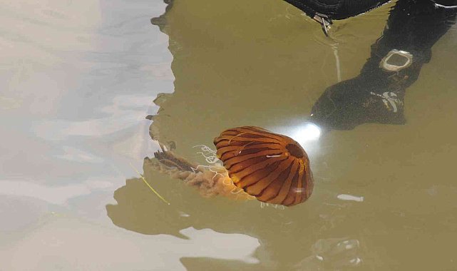 Yalova sahilinde zehirli pusula denizanası görüldü