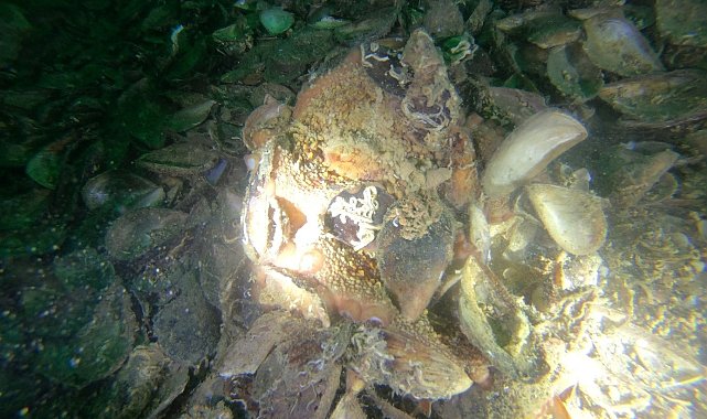 Yalova'da deniz polisi ender rastlanan ahtapot türünü görüntüledi