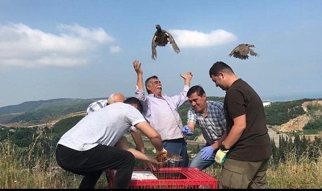 Yalova'da doğaya 850 keklik salımı yapıldı