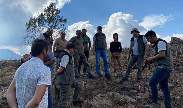 Yanan ormanlar ağaçlandırılıyor