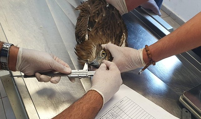 Yaralı bulunan yılan kartalı tedavi edildi