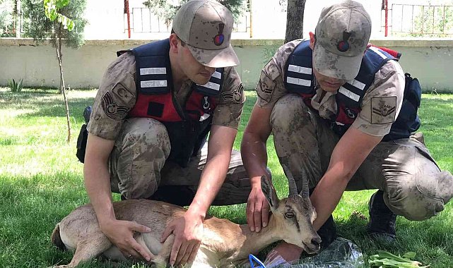 Yaralı dağ keçilerine jandarma şefkati