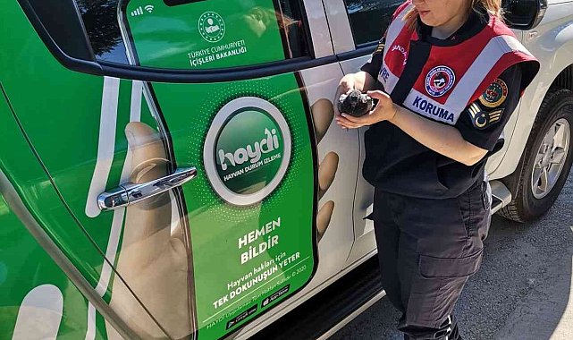 Yaralı halde bulunan güvercini telef olmaktan jandarma ekipleri kurtardı