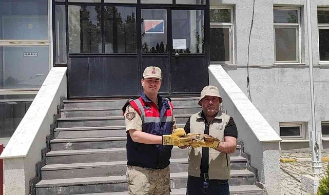 Yaralı halde bulunan Kerkenez'e jandarma sahip çıktı