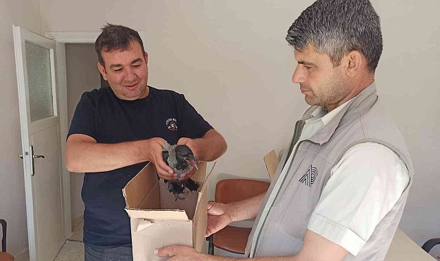Yaralı karga tedavi altına alındı