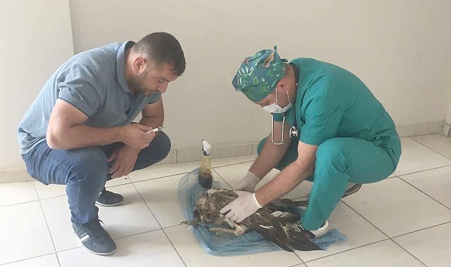 Yaralı kaya kartalı tedavi altına alındı