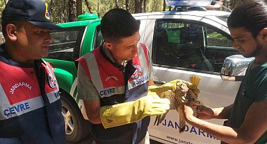 Yaralı kerkenez koruma altına alındı