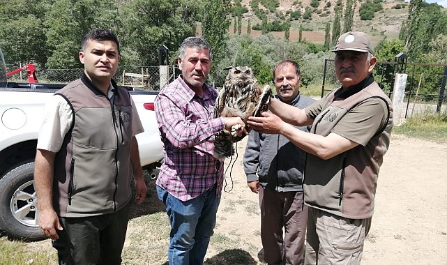 Yaralı puhu kuşu tedavi altına alındı