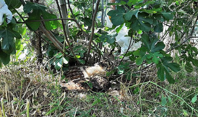 Yaralı puhu kuşunu nefes kesen operasyonla kurtardılar