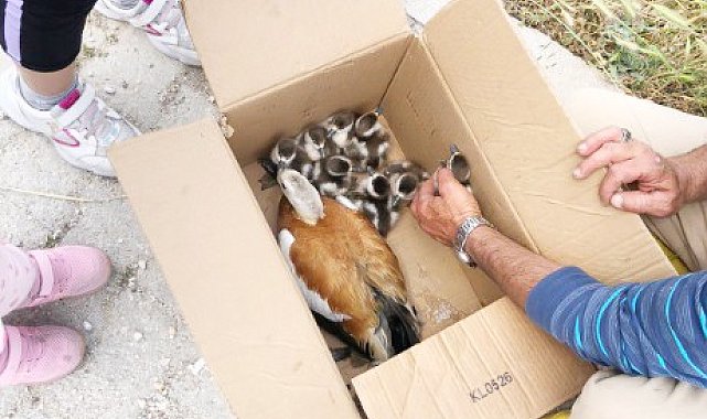 Yaralı yaban ördeği barınağa teslim edildi