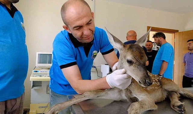 Yaralı yavru ceylan merkezin gözbebeği oldu