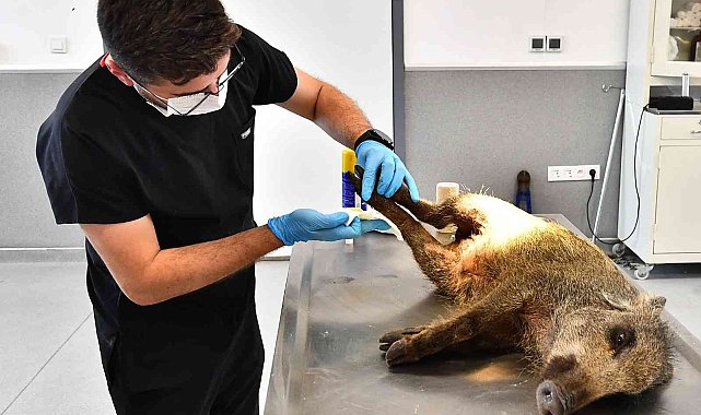 Yaralı yavru domuz tedavi altında