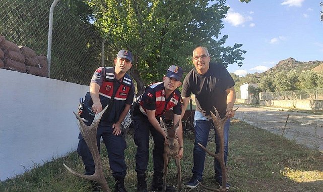 Yaralı yavru kızıl geyiği jandarma kurtardı