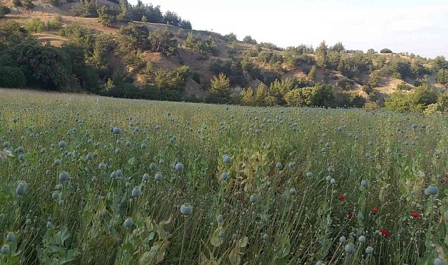 Yasadışı ekilen 160 bin kök haşhaş ele geçirildi