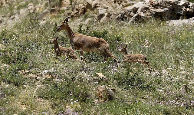Yavru dağ keçilerinin sarp kayalıklardaki tehlikeli oyunları kameralara yansıdı