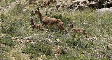Yavru dağ keçilerinin sarp kayalıklardaki tehlikeli oyunları kameralara yansıdı
