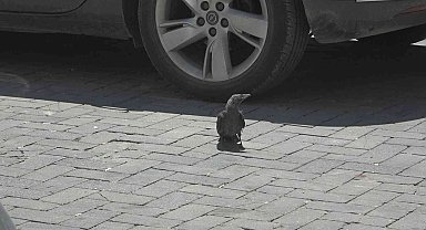 Yavru kargayı kurtarmak için esnaf seferber oldu