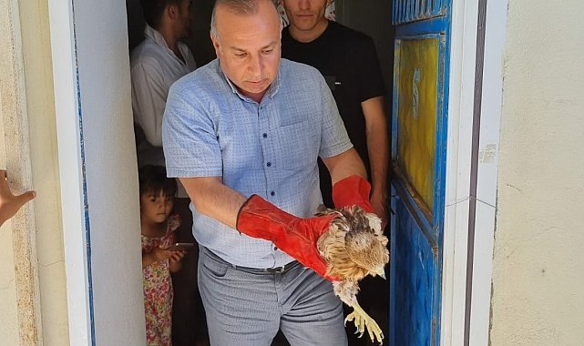 Yavru şahin ve yaralı leylek tedavi altına alındı
