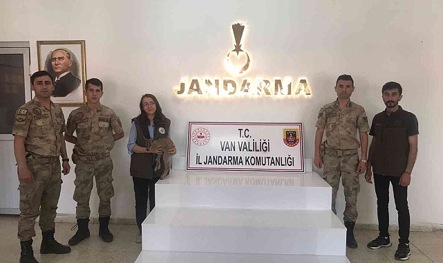 Yavru yaban keçisi emin ellerde