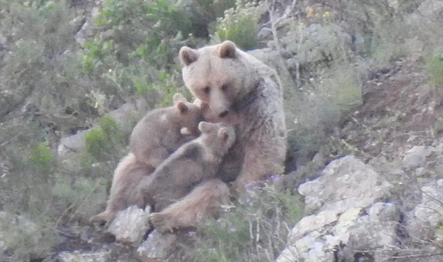Yavrularını emziren anne ayı kameralara takıldı