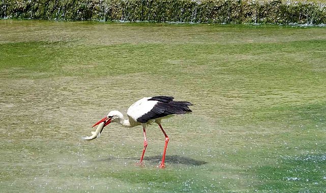Yeşilırmak&#039;ta belgesel tadında görüntüler