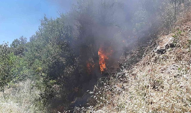 Yılan korkusundan bahçeyi yaktı