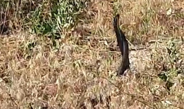 Yılanların dansı kameraya yansıdı