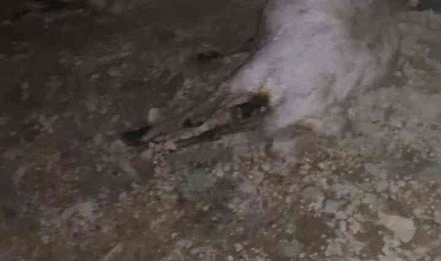 Yıldırım düştü çoban yaralandı, 63 koyun telef oldu