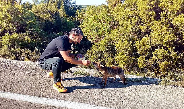 Yola fırlayan tilki sürücülerin maskotu oldu