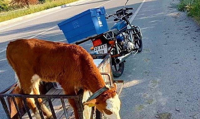 Yolda bulduğu buzağı motosikletin sepetine atıp karakola götürdü