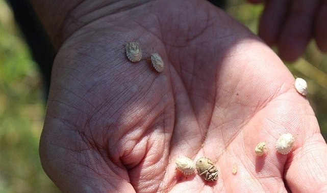 Yozgat&#039;ta süneye karşı mücadele sürüyor