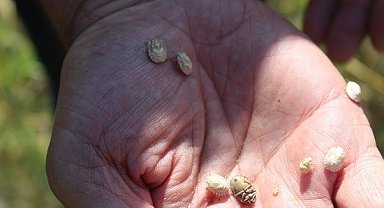 Yozgat'ta süneye karşı mücadele sürüyor