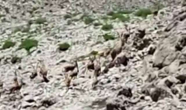 Yürüyüş yaparken sürü halinde dağ keçilerine denk geldi