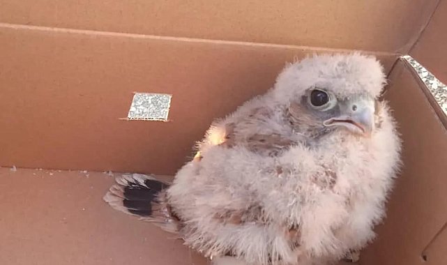 Yuvadan düşerek yaralanan yavru kerkenez ve yavru kargalar tedavi altına alındı