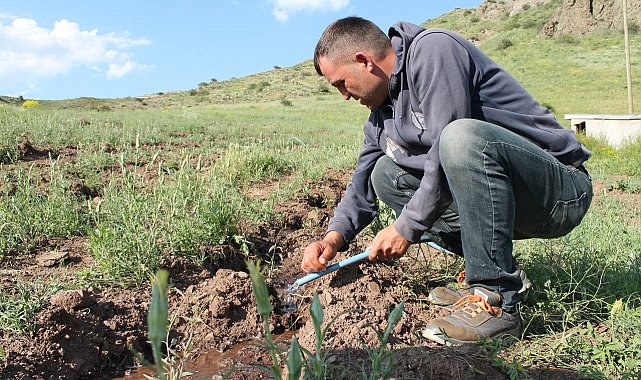 Zabıta memuru bin 500 goji berry fidesini toprakla buluşturdu