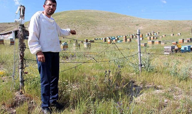 Zekası ile ayıları yendi